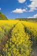 Blossoming rape field in Rouhling Blossoming rape field in Rouhling