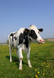 Funny Cow