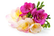 freesia flowers