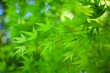 Photo: soft green soft green
