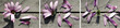 blume