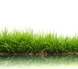 Photo: fresh spring green grass fresh spring green grass