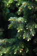 Spruce shoots in spring