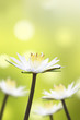 Beautiful white lotus flower with natural background