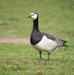 Barnacle Goose