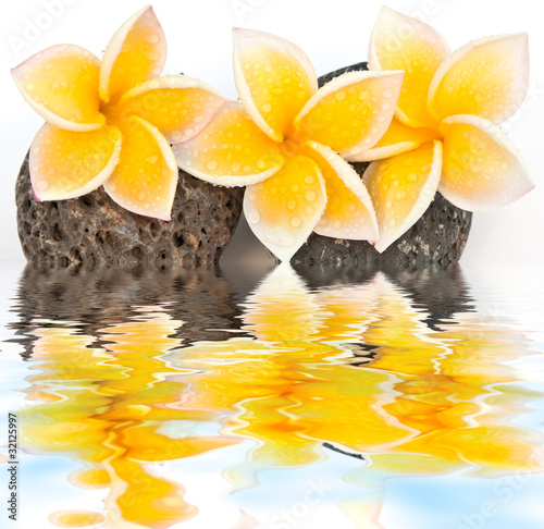 Photo: reflets de fleurs jaunes de frangipanier sur galets reflets de fleurs jaunes de frangipanier sur galets