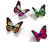 butterflies on a white background butterflies on a white background
