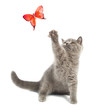 Foto: British kitten British kitten