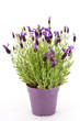 Lavendel