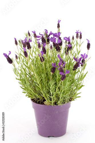 Foto: Lavendel Lavendel