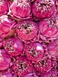 Bunch of Pink Lotus flowers for Buddhist prayer Bunch of Pink Lotus flowers for Buddhist prayer
