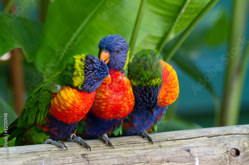 Photo: Perroquets multicolores, loris de swanson, Guadeloupe Perroquets multicolores, loris de swanson, Guadeloupe