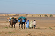 Dromedary at Merzouga, Morocco, Africa Dromedary at Merzouga, Morocco, Africa