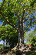 Arbre majestueux, jardin tropical, Guadeloupe Arbre majestueux, jardin tropical, Guadeloupe