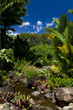 Ruisseau entre les palmiers, jardin botanique, Guadeloupe