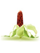 Vector: Indian corn on the cob Indian corn on the cob