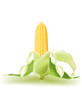 Vector: Raw corn, peeled Raw corn, peeled