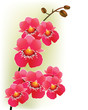 Vector: Pink orchids light background Pink orchids light background