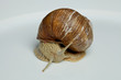 Weinbergschnecke (Helix pomatia)