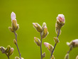 Magnolia stellata in primavera