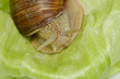 Weinbergschnecke (Helix pomatia)