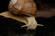 Weinbergschnecke (Helix pomatia)