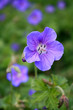 pelargonium flower