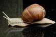 Weinbergschnecke (Helix pomatia)