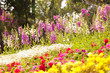 Foto: sommerwiese sommerwiese