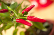 red chilli pepper plant, very hot! shallow focus red chilli pepper plant, very hot! shallow focus