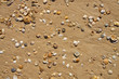 Photo: Small seashells over sand Small seashells over sand