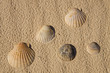 Photo: Seashells over sand Seashells over sand
