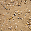 Small seashells over sand Small seashells over sand
