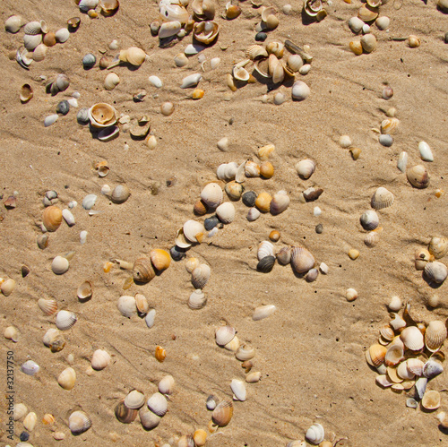 Photo: Small seashells over sand Small seashells over sand