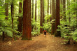 Redwoods