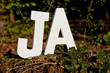 Efeu mit JA