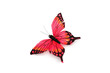 butterfly on a white background