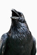 Raven isolated on white