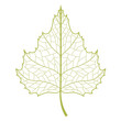 Birch leaf. Birch leaf.