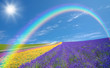 Flower field and blue sky with clouds.