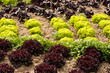 Gemüsegarten