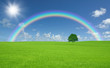 Green field with lone tree and rainbow