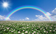 Potato field with sky and rainbow