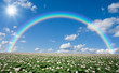 Potato field with sky and rainbow