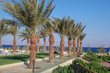Palmiers à Tala Bay Palmiers à Tala Bay
