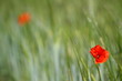 papavero in campo di grano