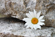 Margerite zwischen Steinen