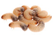 Larvas of cockchafer