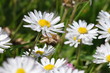 Foto: Gänseblümchen 3 Gänseblümchen 3