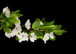 Spring cherry blossom isolated on black